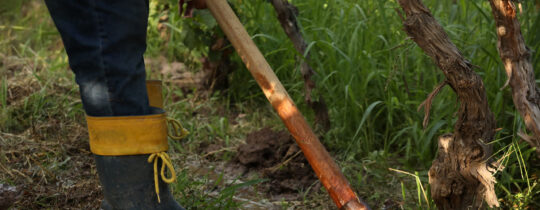 Riego tradicional en Mendoza: hombre con zapa guiando el agua por los surcos de la finca