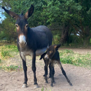 Rosalía and Ramón, donkeys in Mendoza
