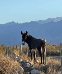 Rosalía the donkey in Valle de Uco, Mendoza