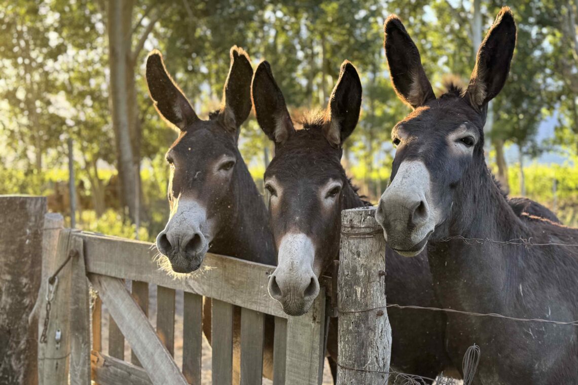 3 burros en altamira