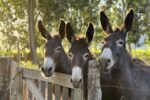 3 burros en altamira