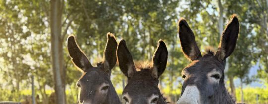 3 burros en altamira