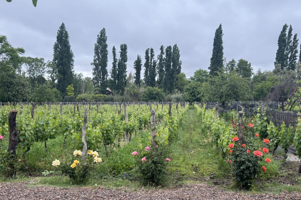 Viñedo de Malbec en Finca Adalgisa, Chacras de Coria, Mendoza, rodeado de vegetación y rosales