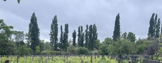 Viñedo de Malbec en Finca Adalgisa, Chacras de Coria, Mendoza, rodeado de vegetación y rosales