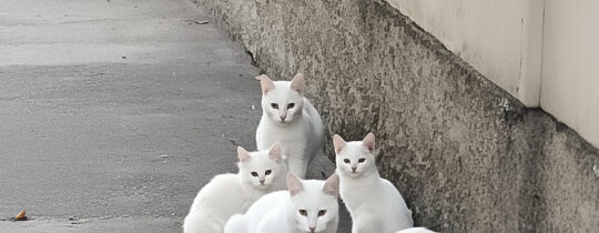 En toda bodega hay vida. Vida humana, vegetal, microbiana… y también felina.