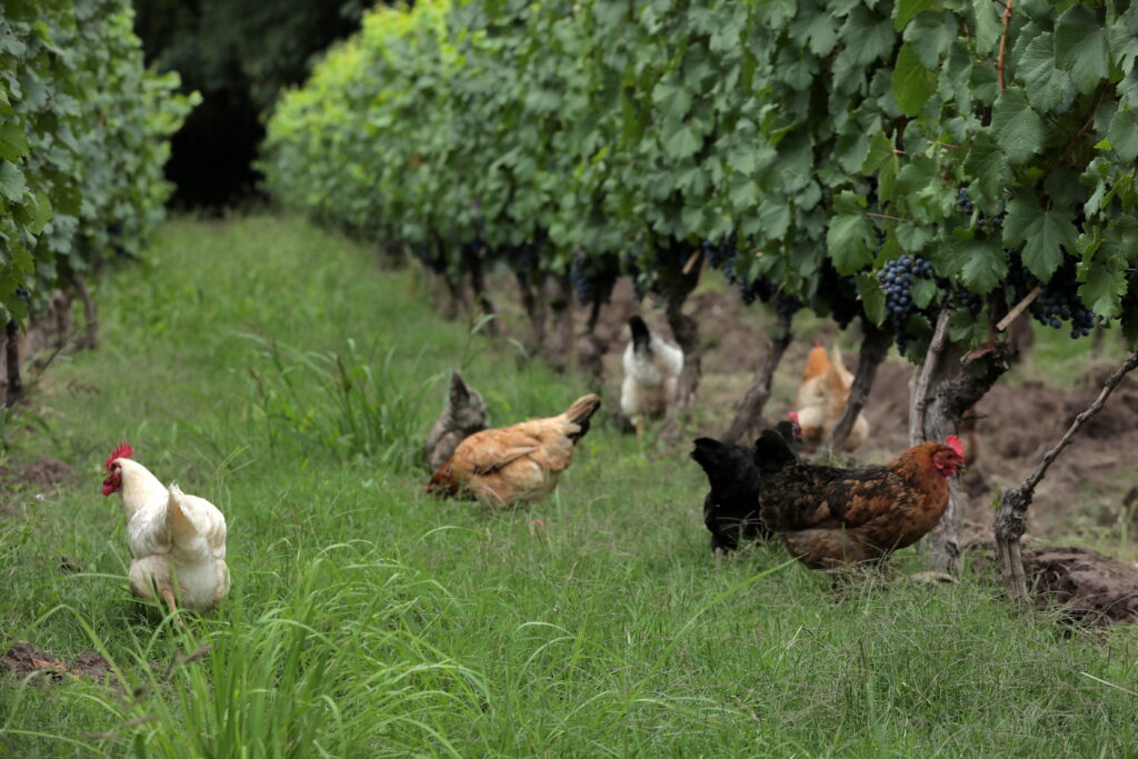 Gallinas en el viñedo de Finca Adalgisa, Mendoza.