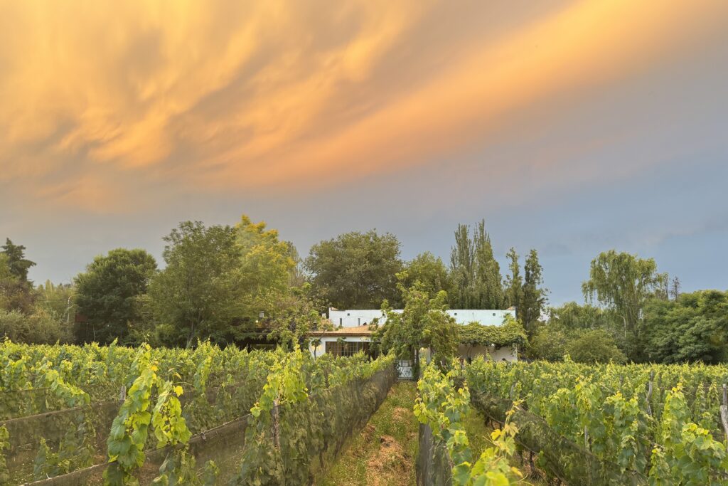 Viñedo de Finca Adalgisa al atardecer, Mendoza