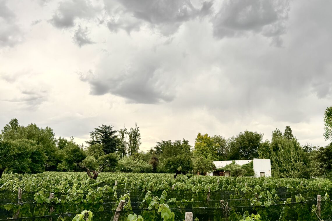 Cielo amenazante sobre viñedo en Mendoza con viticultura agroecológica