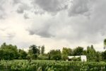 Cielo amenazante sobre viñedo en Mendoza con viticultura agroecológica