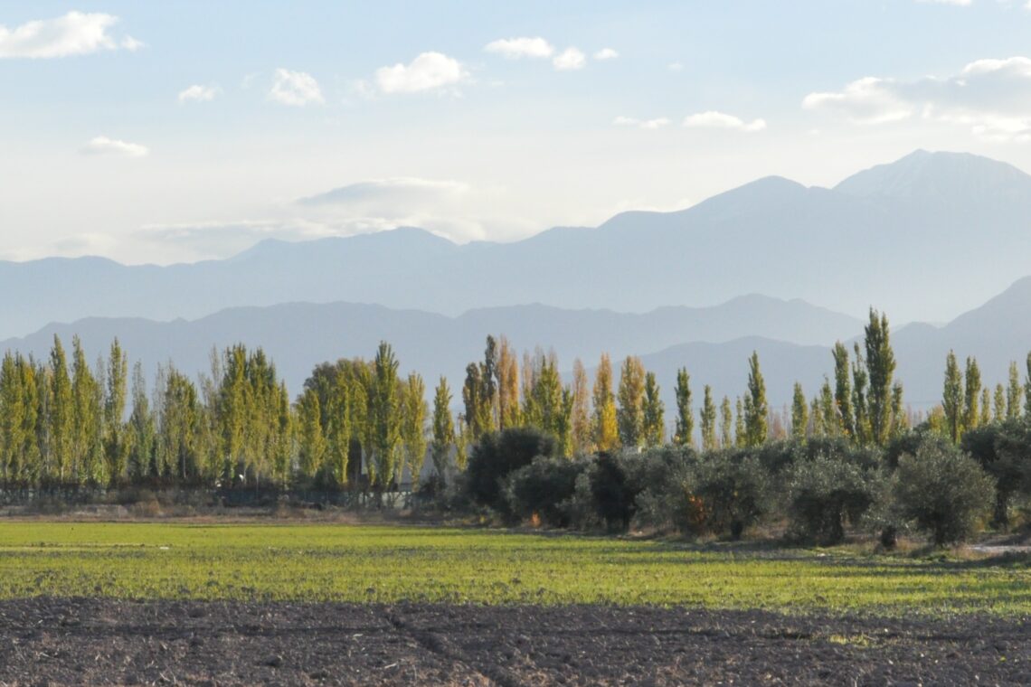 Vista de viñedos en Luján de Cuyo con la cordillera de los Andes al fondo