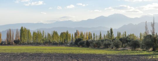 Vista de viñedos en Luján de Cuyo con la cordillera de los Andes al fondo