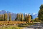 Vineyards and the andres mountains in Mendoza, Argentina