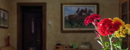 Flores rojas y amarillas en primer plano con el comedor de Finca Adalgisa desenfocado de fondo